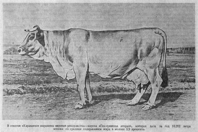 Poslušnica Kráva Rekordmanka